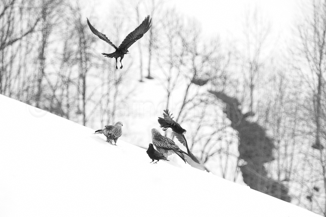 Milans et corneilles