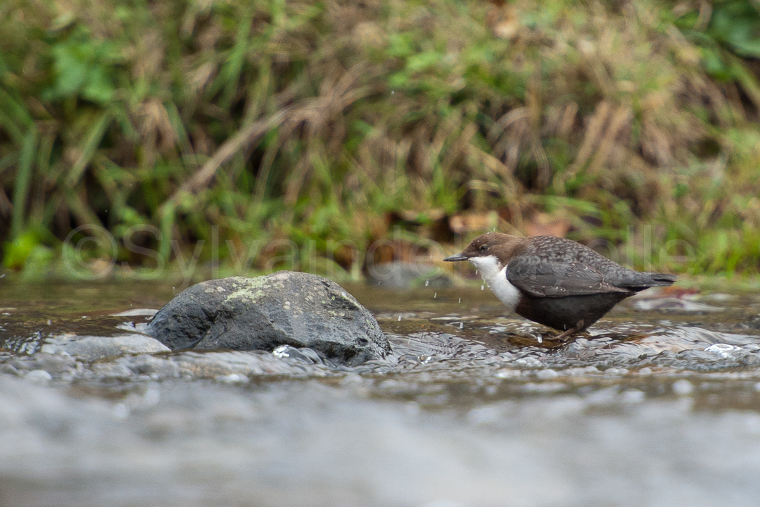 Cincle plongeur - cinclus cinclus
