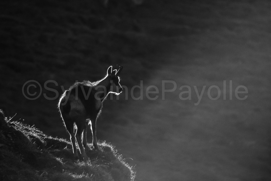 Isard - rupicapra pyrenaica