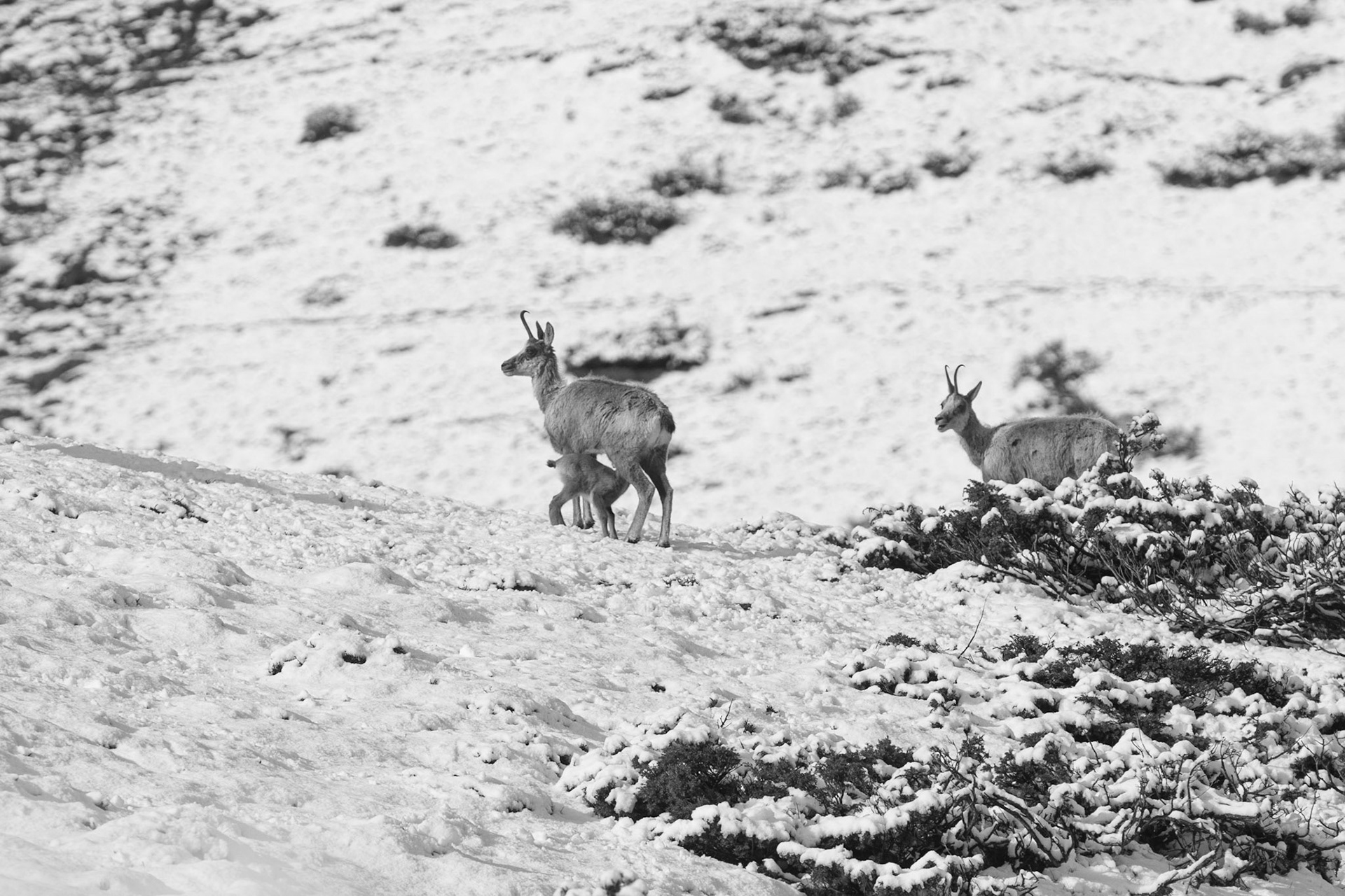Naissances sous la neige