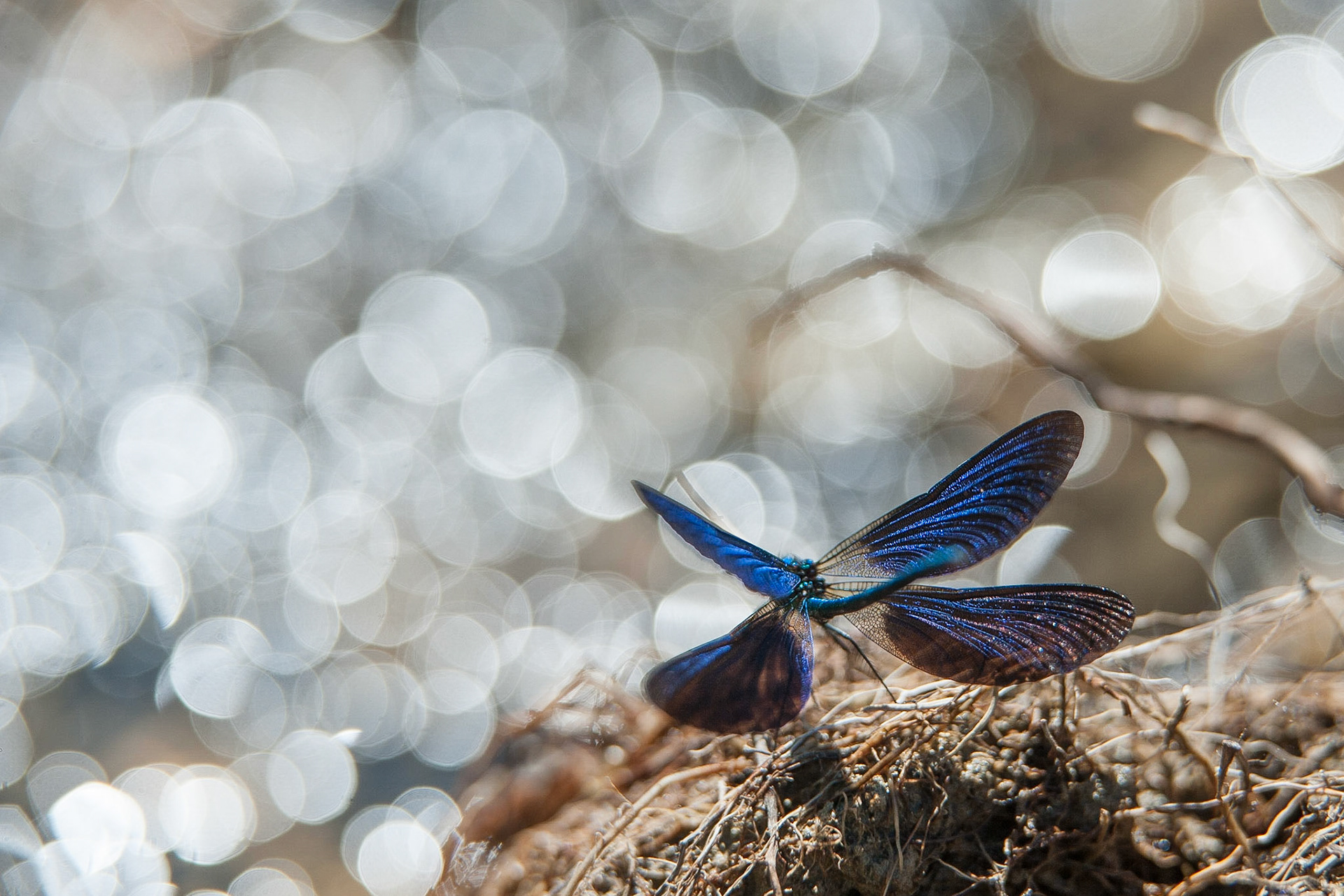 Libre et bulles
