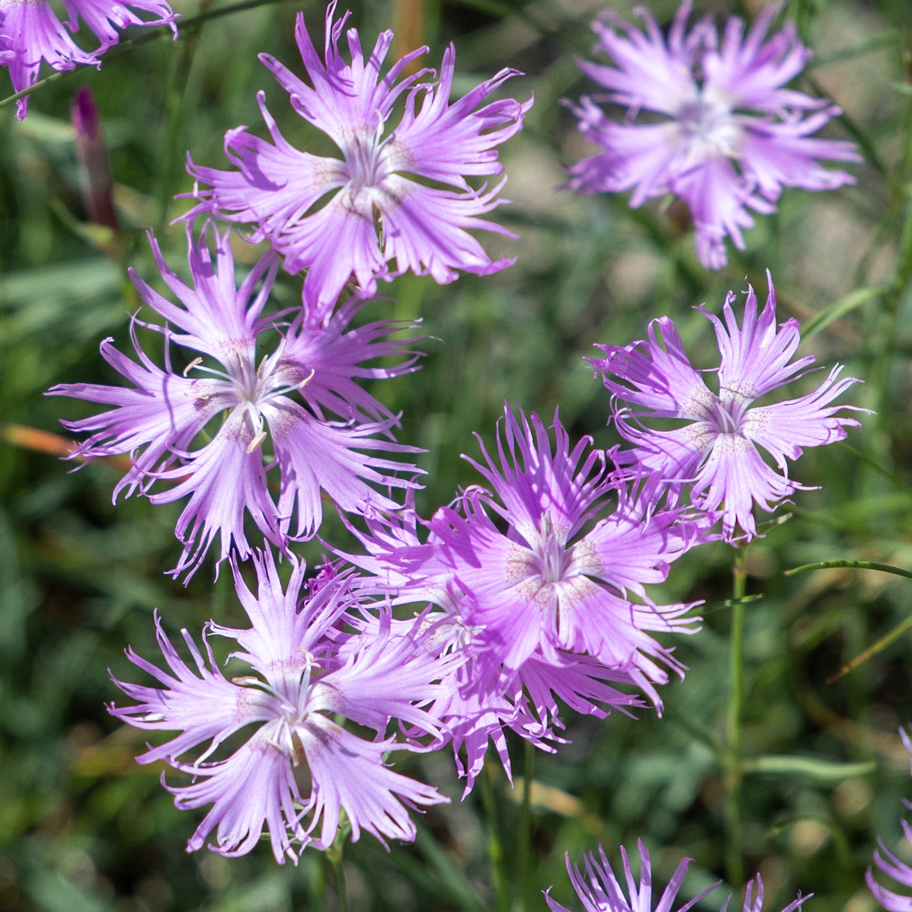 Oeillets de Montpellier