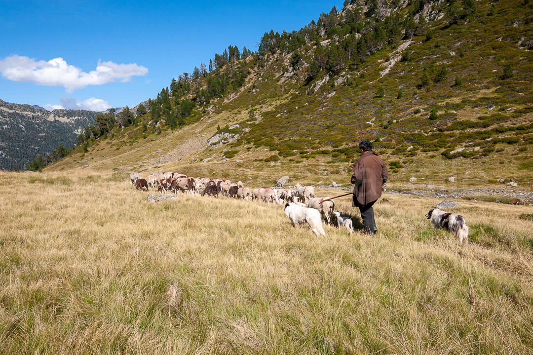 Transhumance