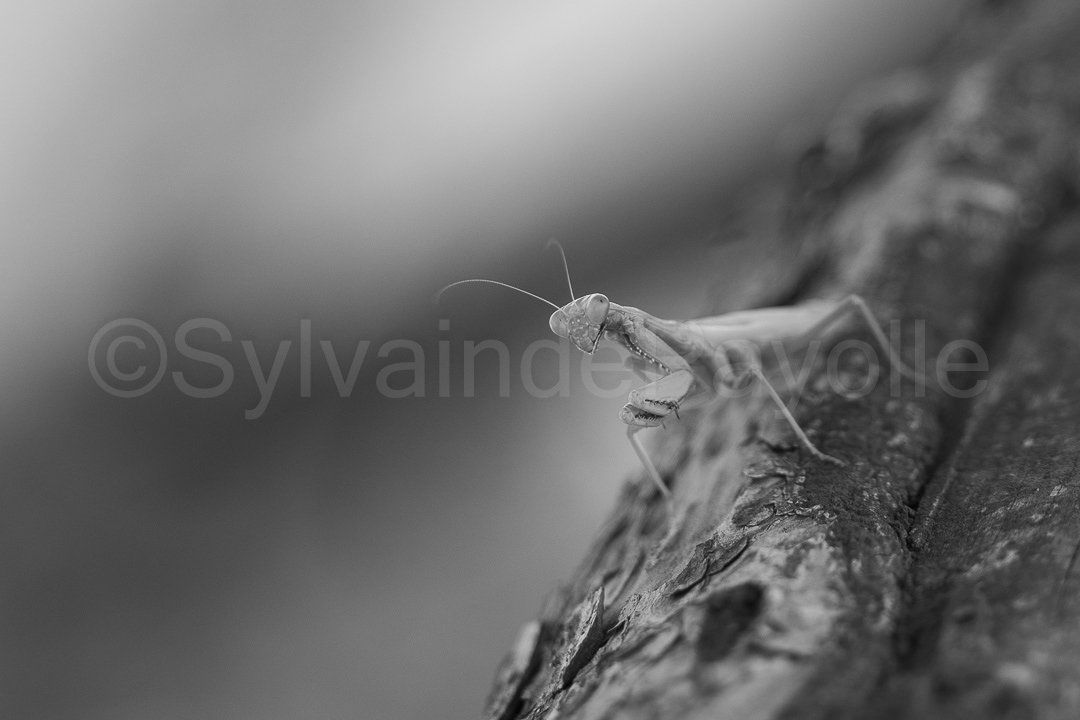 Mante religieuse - mantis religiosa