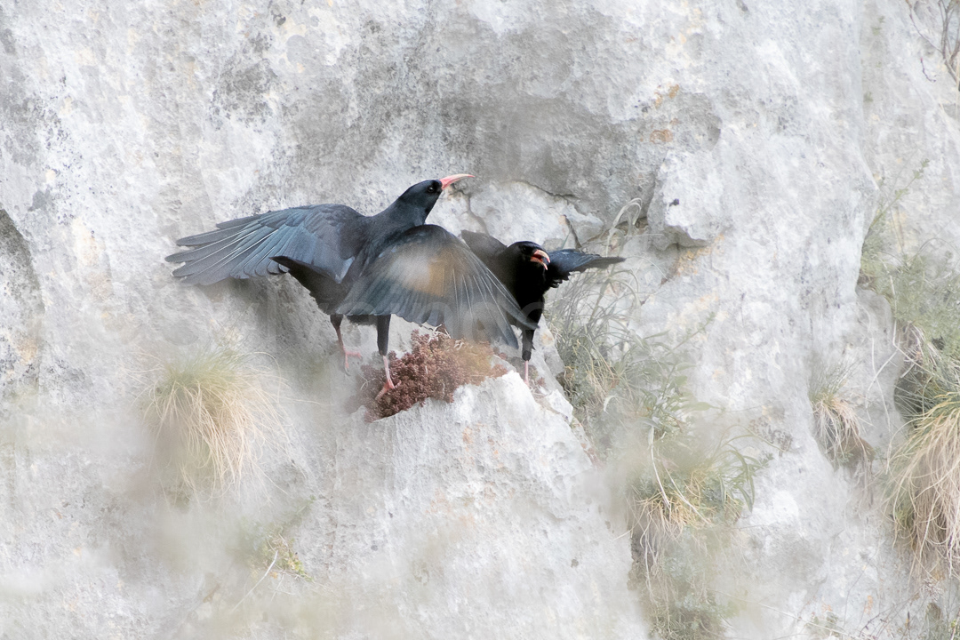 Crave à bec rouge - pyrrhocorax pyrrhocorax