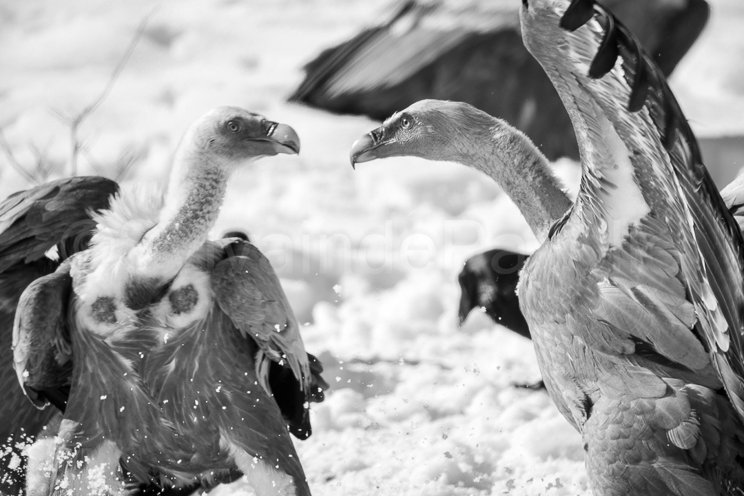 Vautours fauves - gyps fulvus