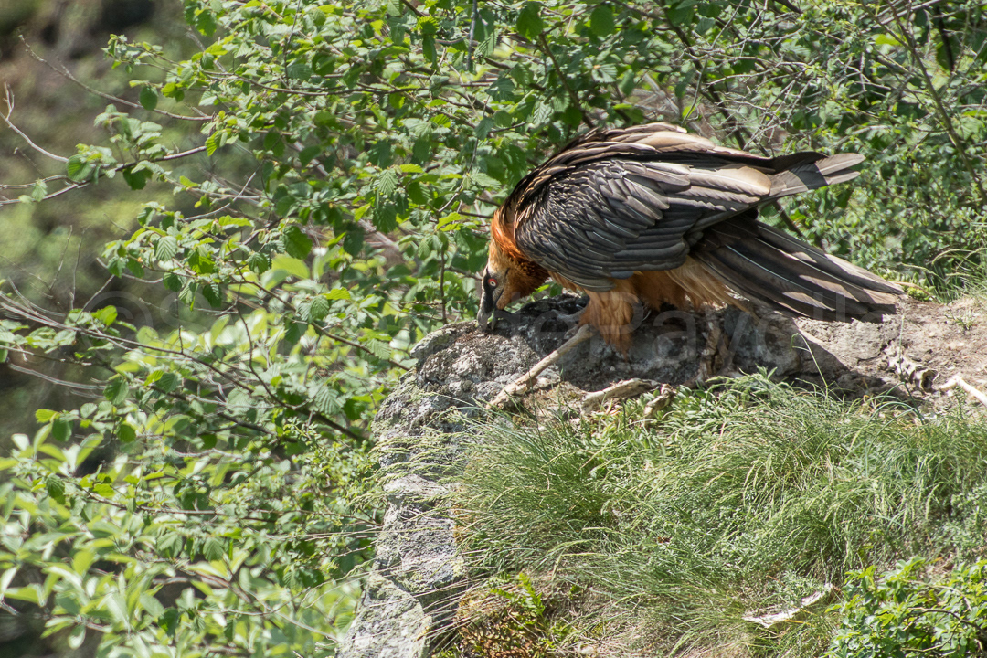 Gypaète barbu - gypaetus barbatus