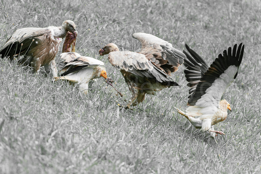 Vautours fauves et percnoptères
