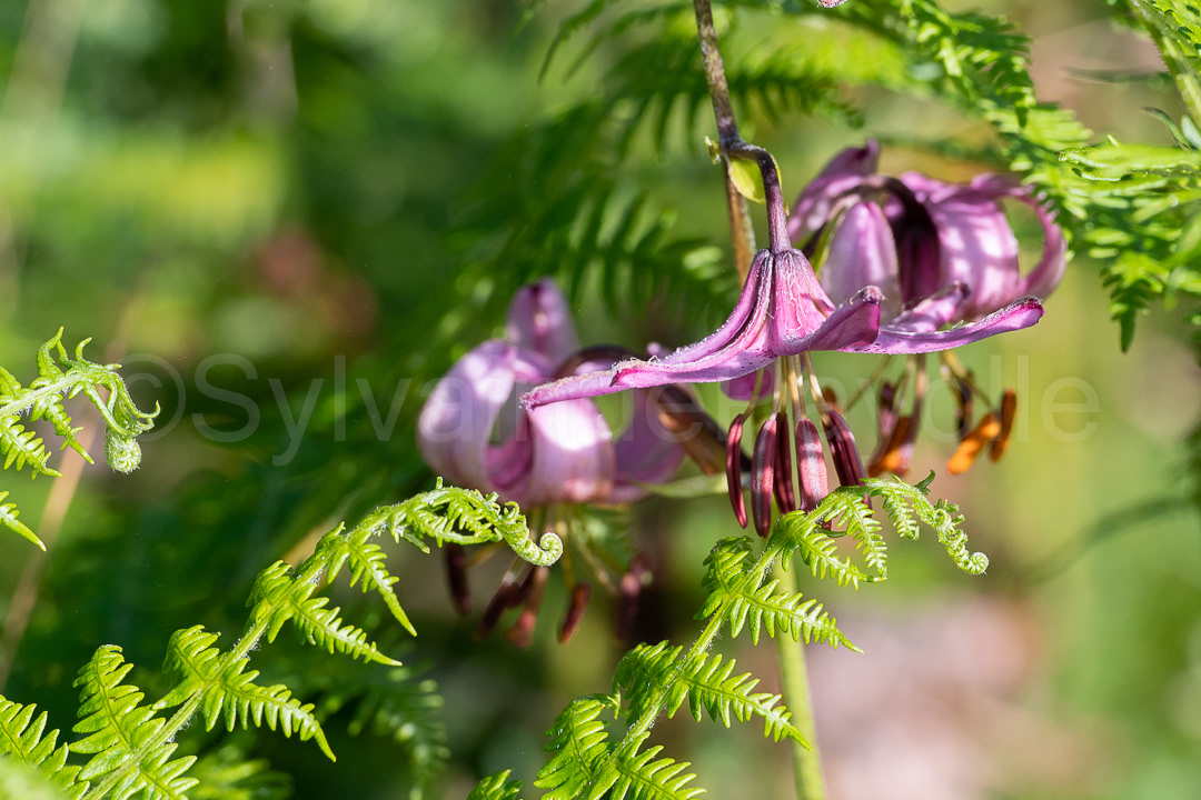 Lys martagon - lilium martagon