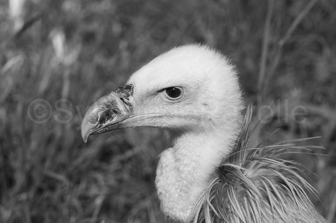 Vautour fauve - gyps fulvus