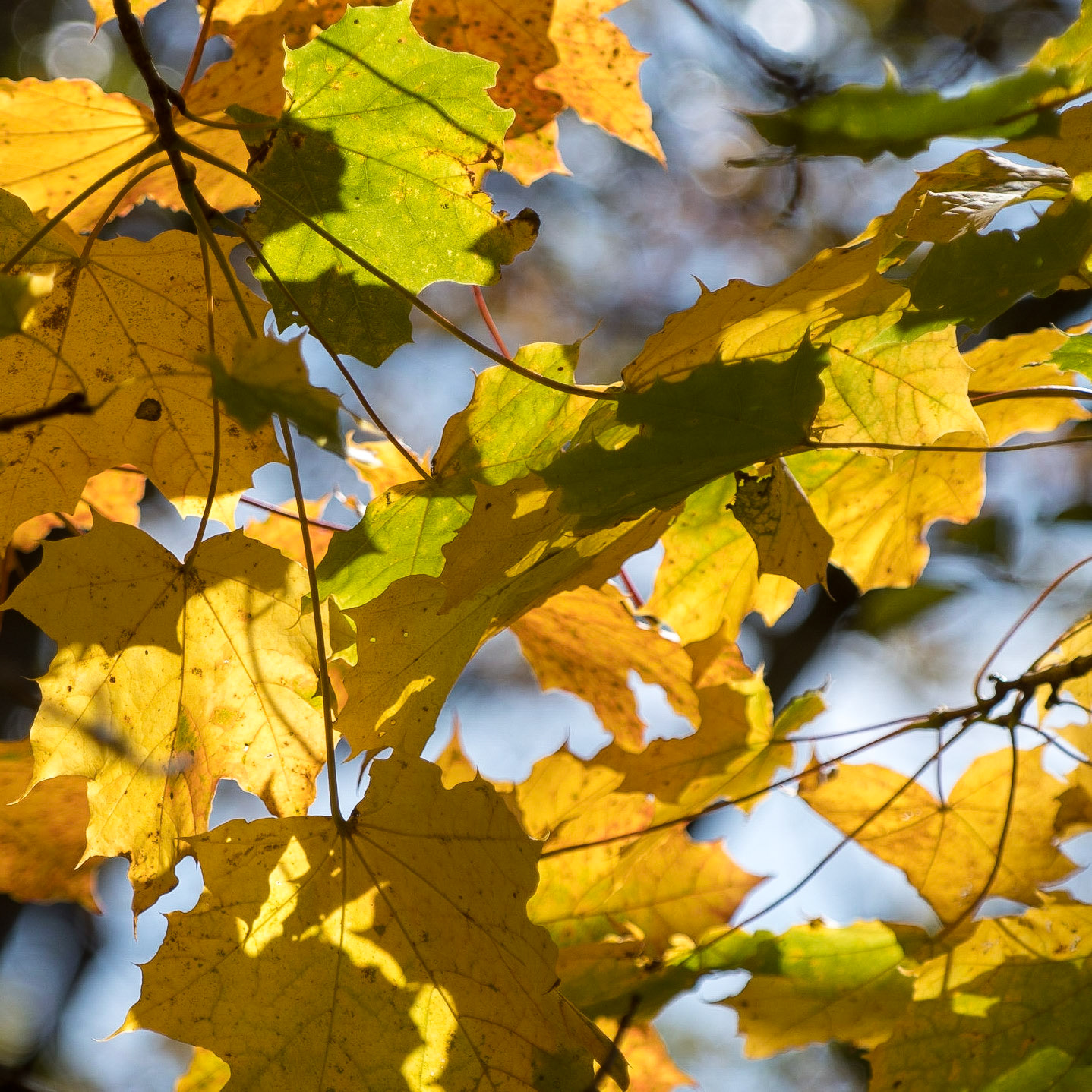 Automne
