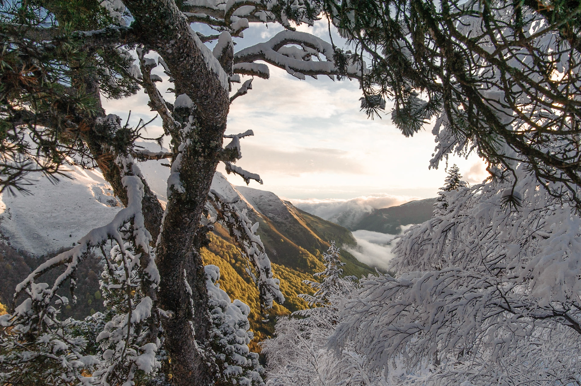 Neiges tardives