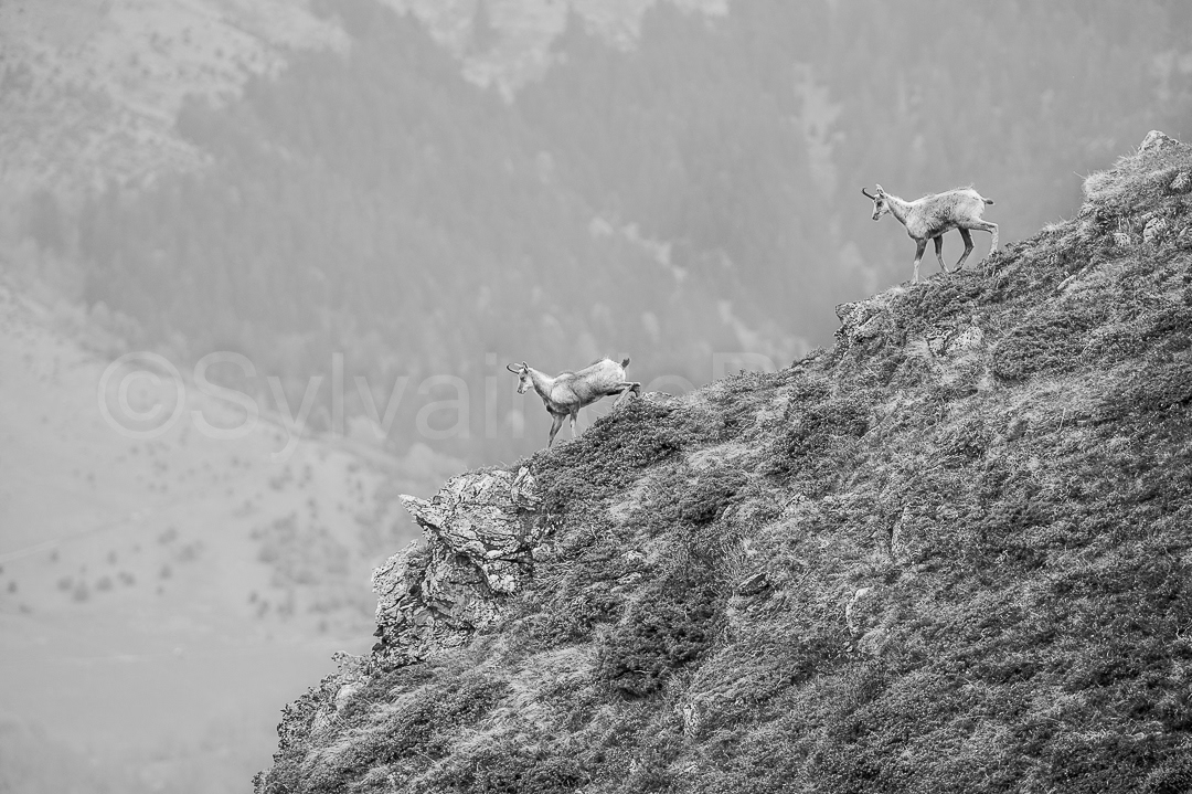 Isard - rupicapra pyrenaica