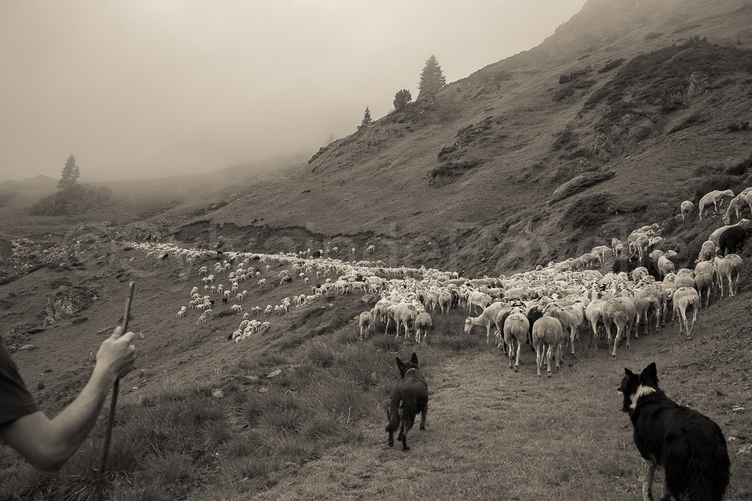 Transhumance vers La Mongie