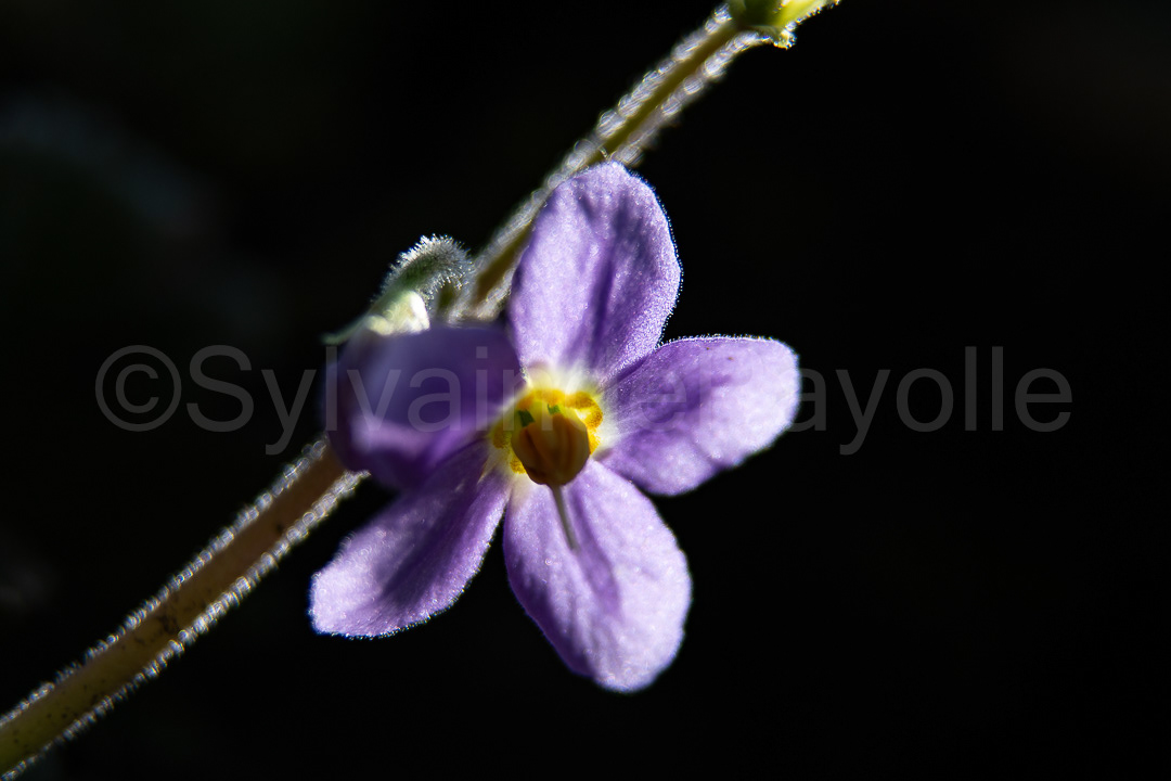 Ramonde - ramondia pyrenaica