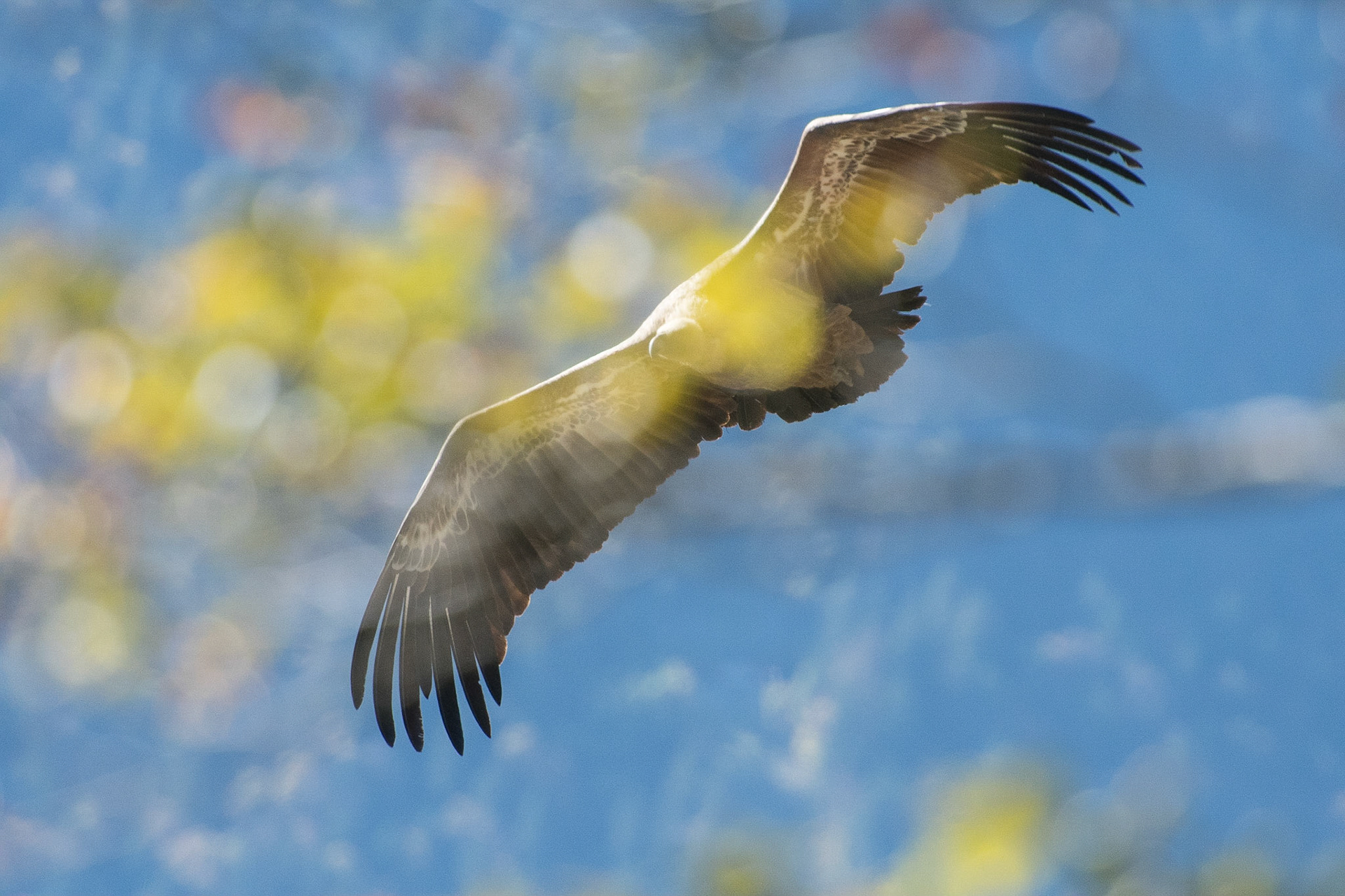 Vautour fauve en automne