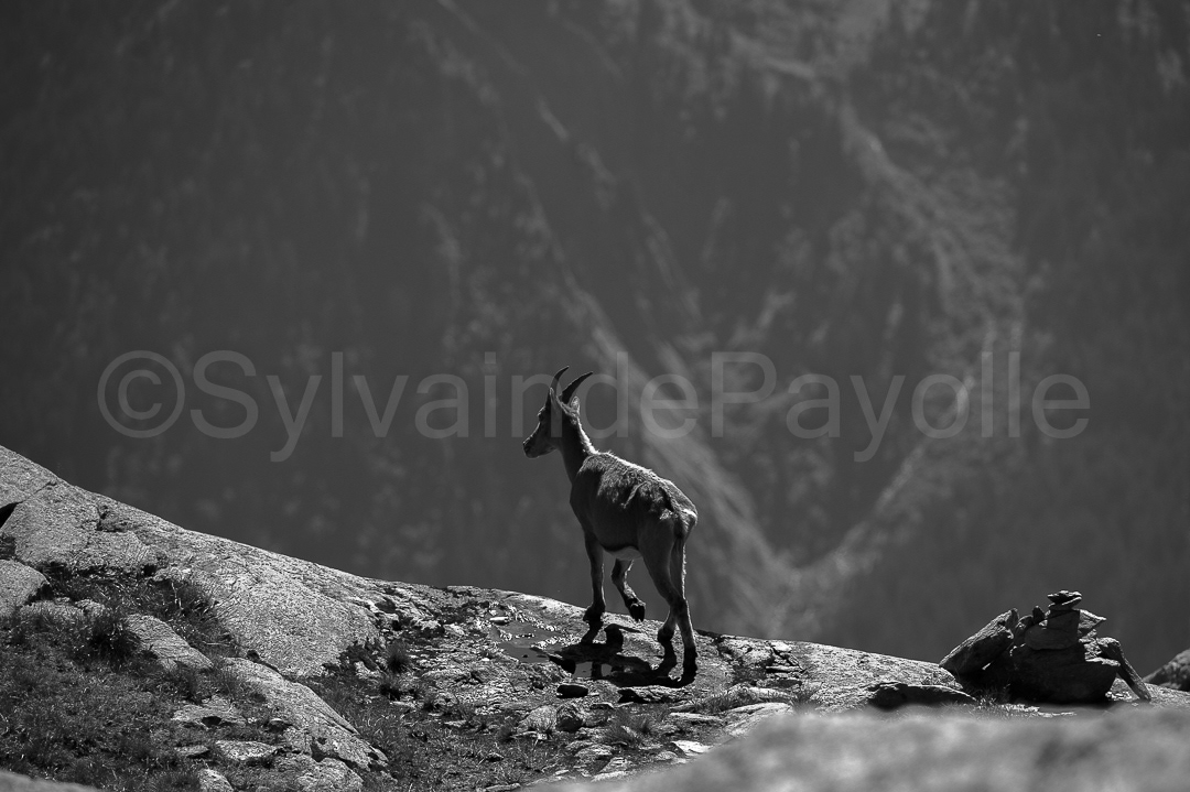 Bouquetin des Alpes - capra ibex