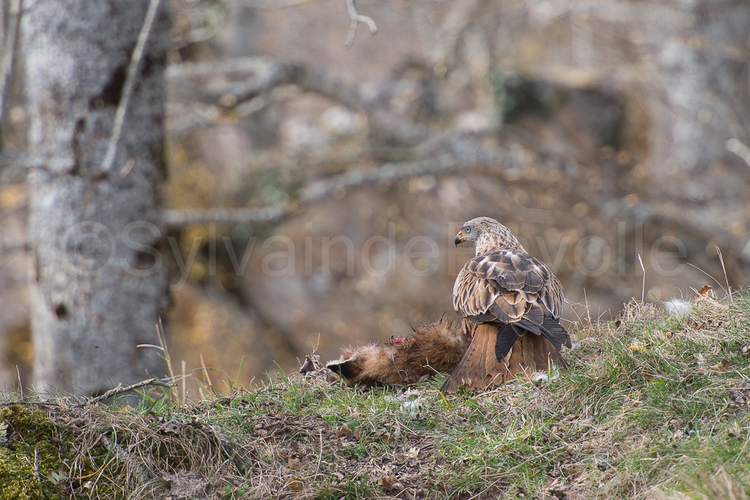 Milan royal - milvus milvus