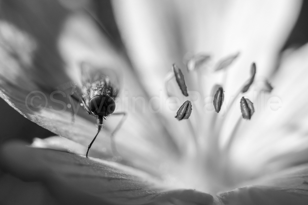 cœur de géranium cendré