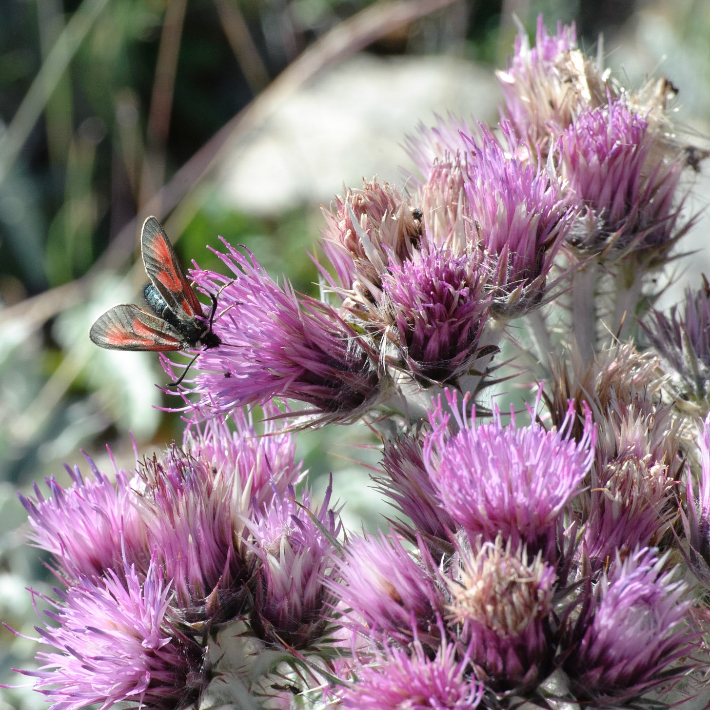 Cirse et zygène pourpres