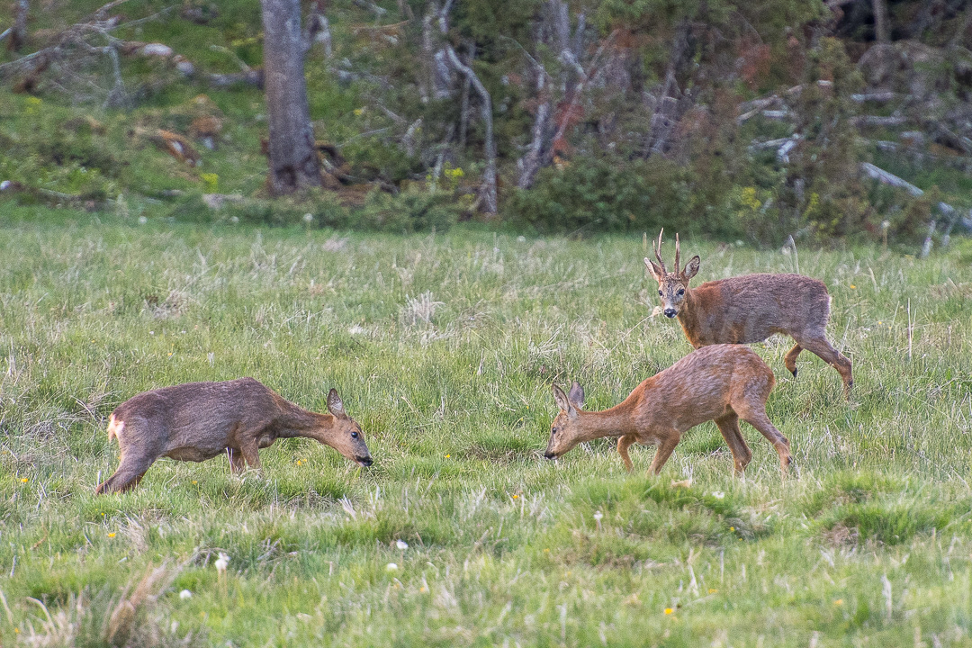 chevreuils - capreolus capreolus