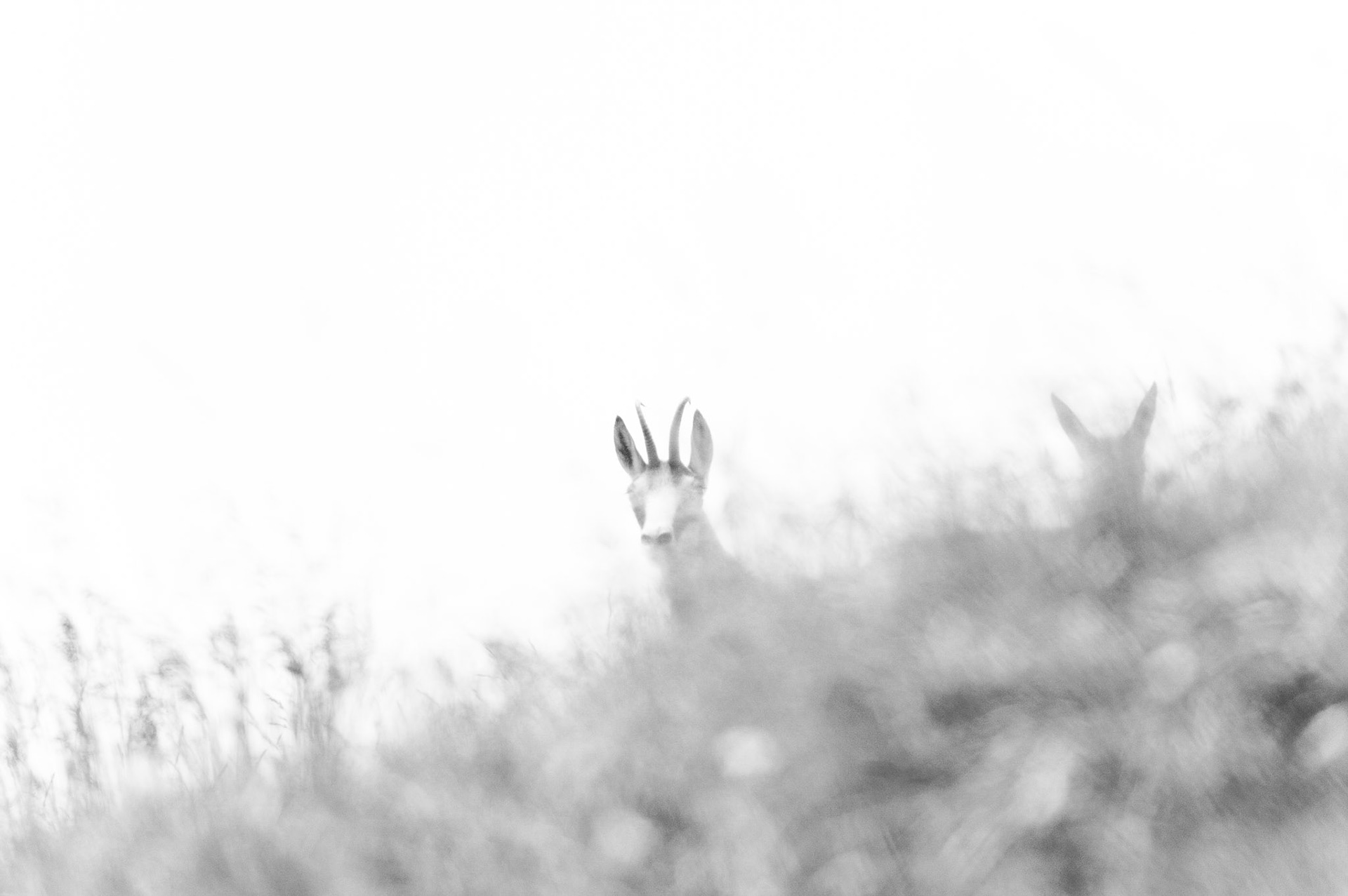 Chamois