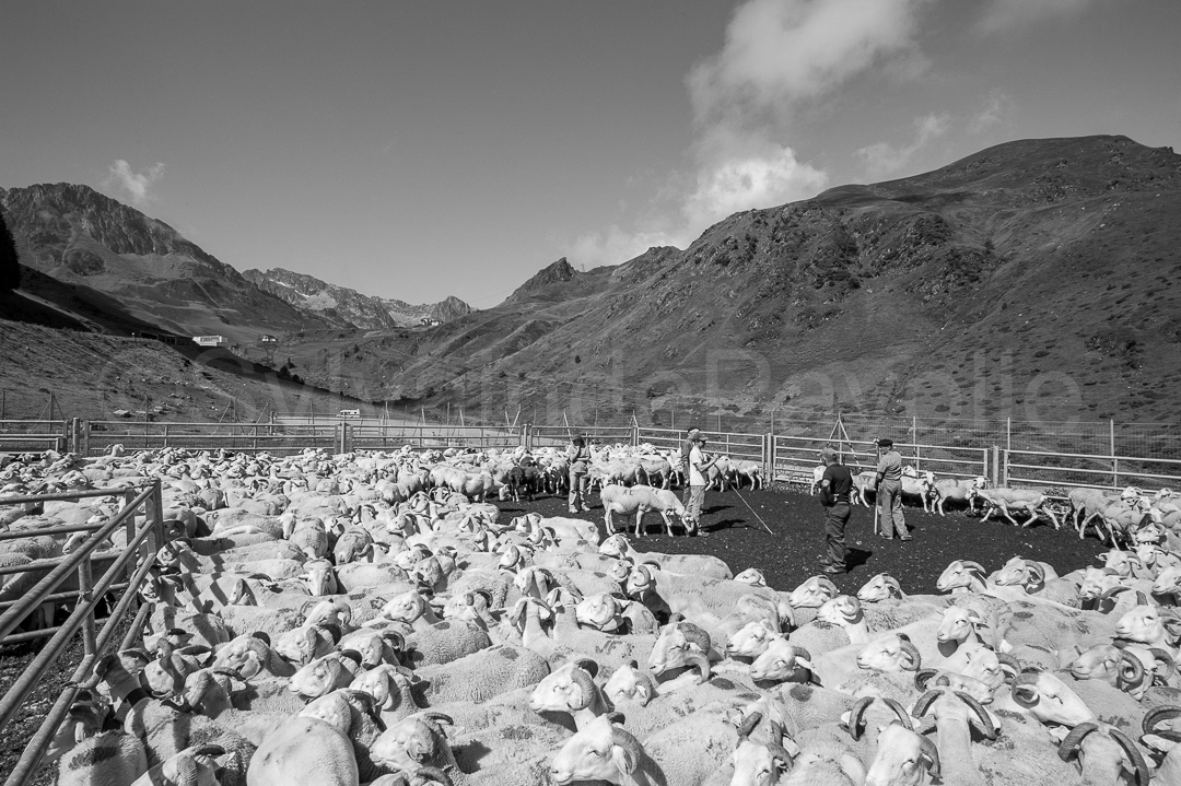 Troupeau au parc de tri