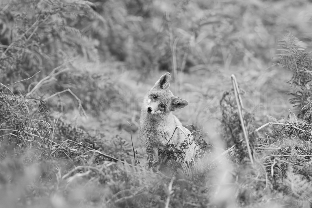 Renard roux - vulpes vulpes