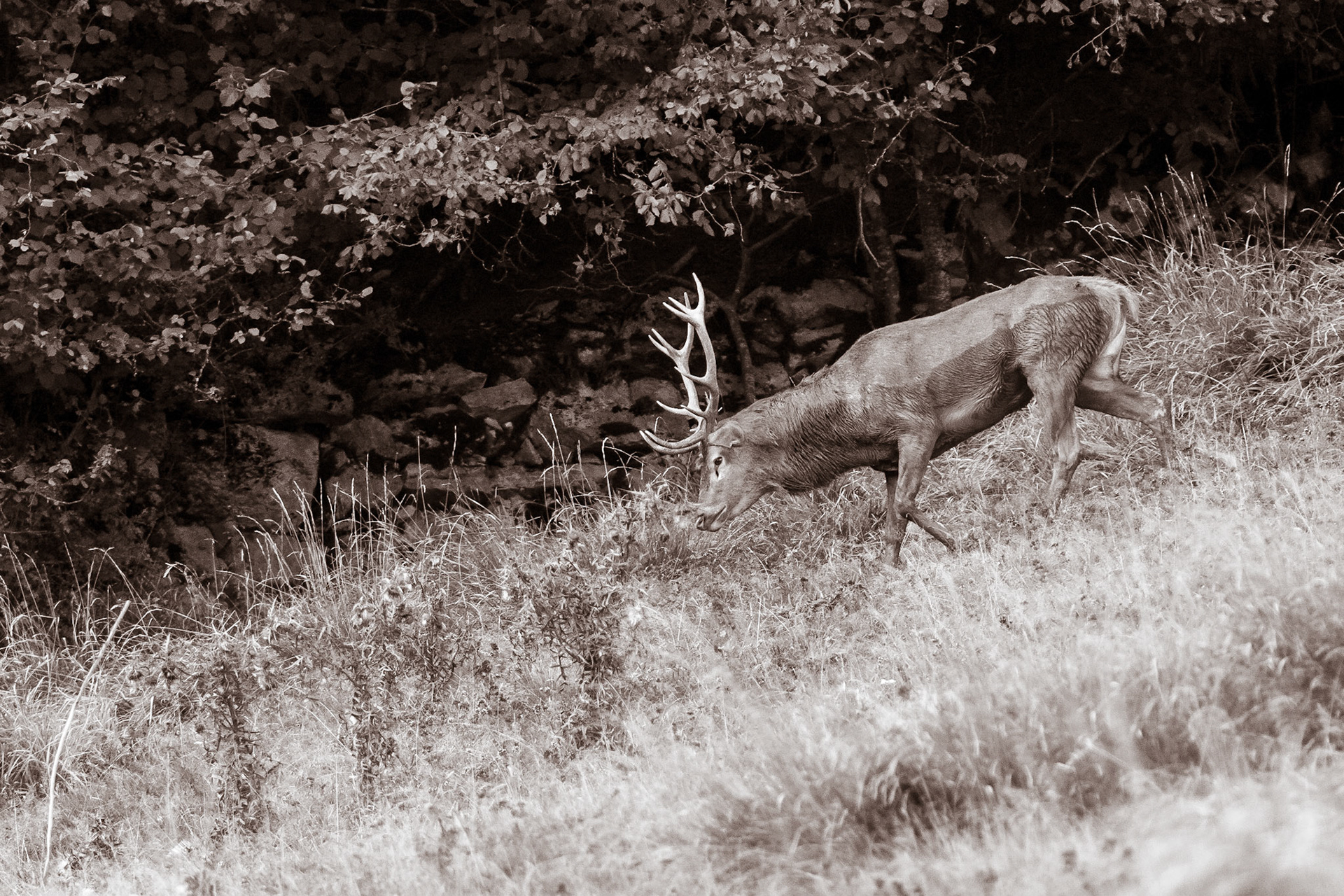 Cerf élaphe