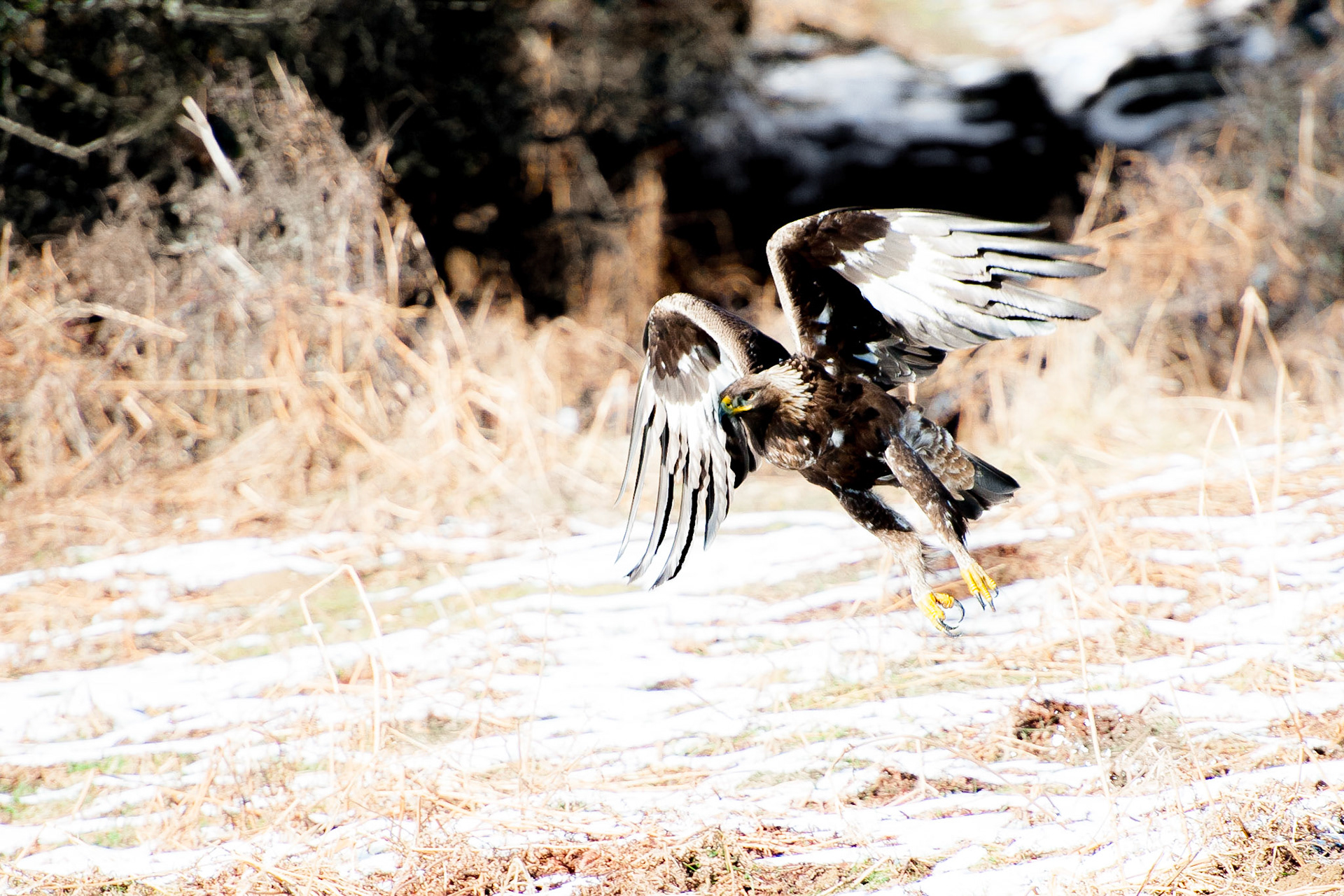 Aigle royal