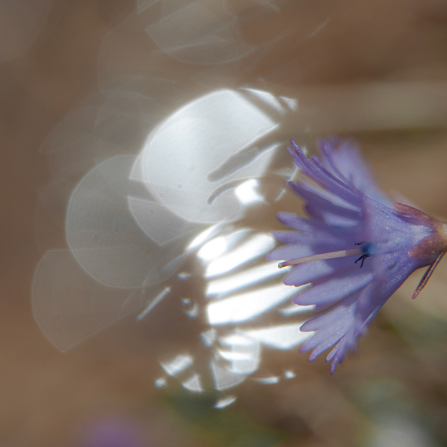 Reflet de soldanelle