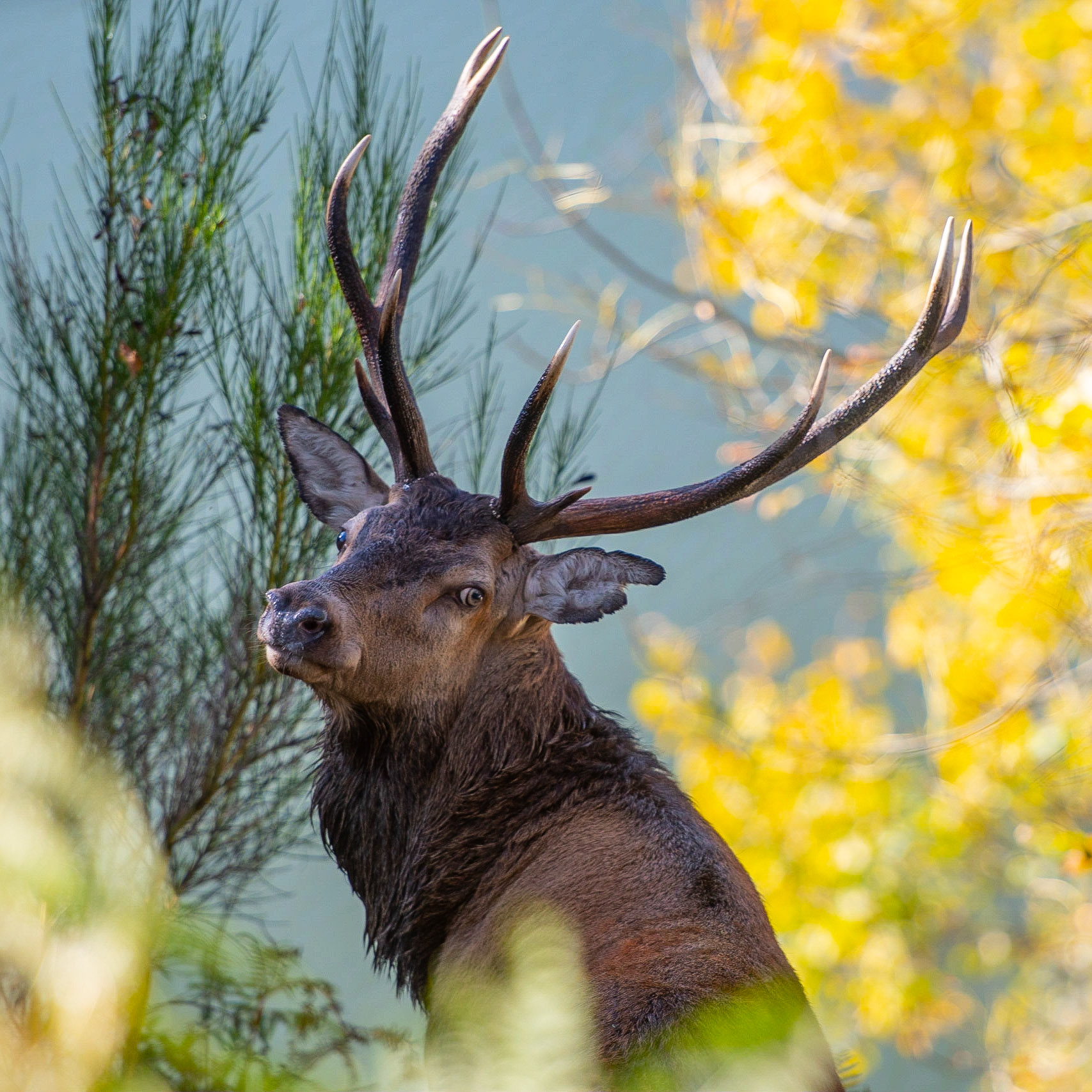 Fatigue de fin de brame