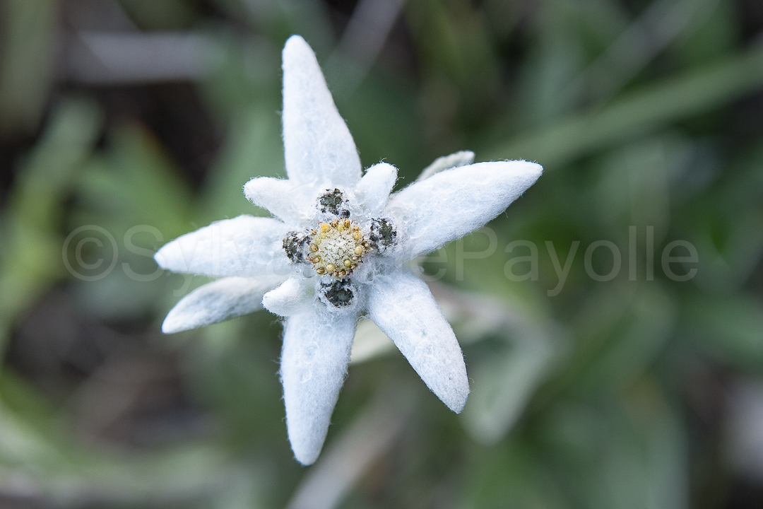 Edelweiss - leontopodium alpinum