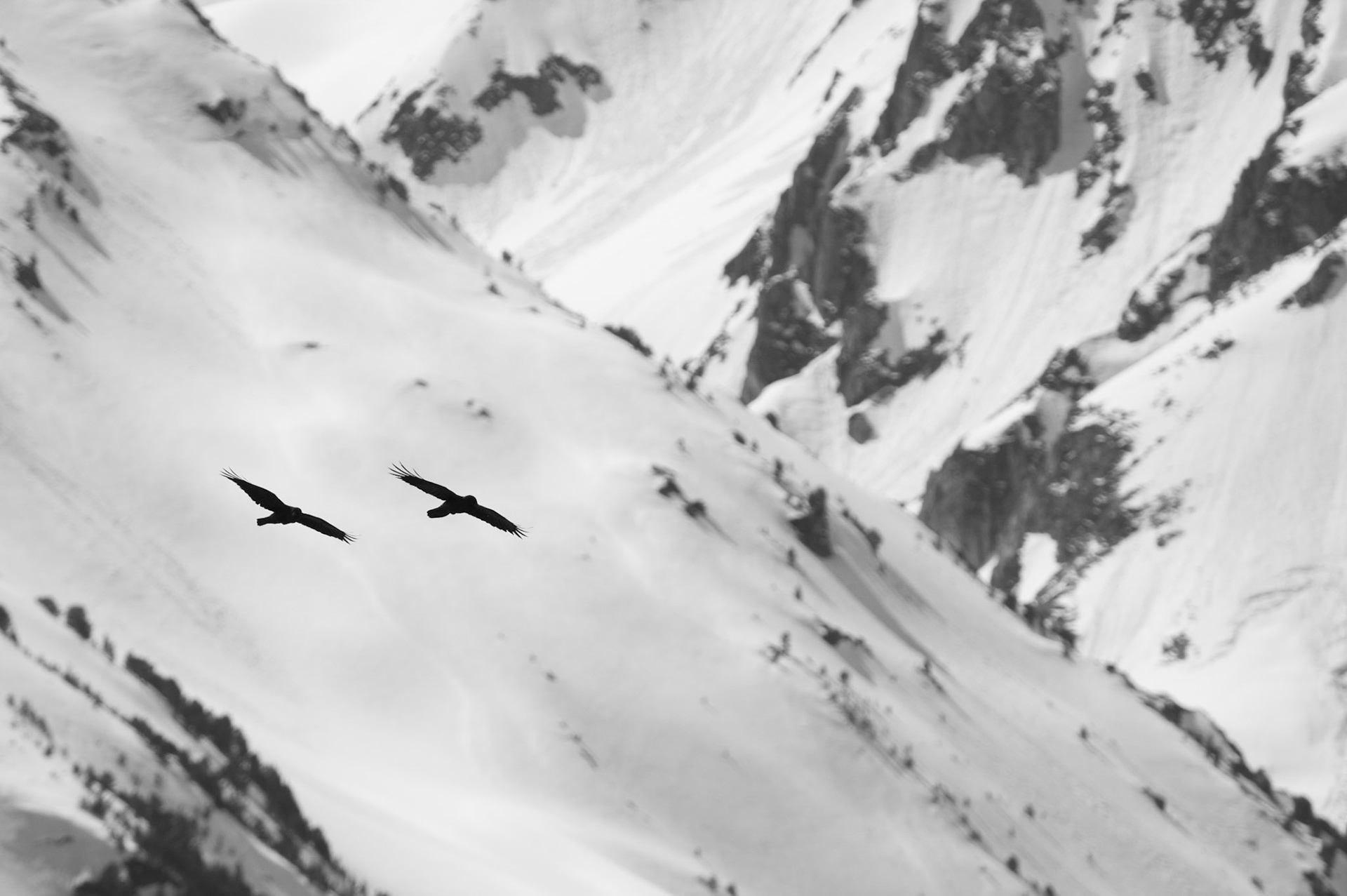 Traverse de grands corbeaux