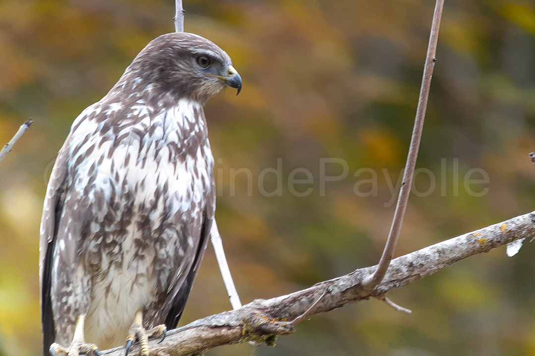 Buse variable - Buteo buteo