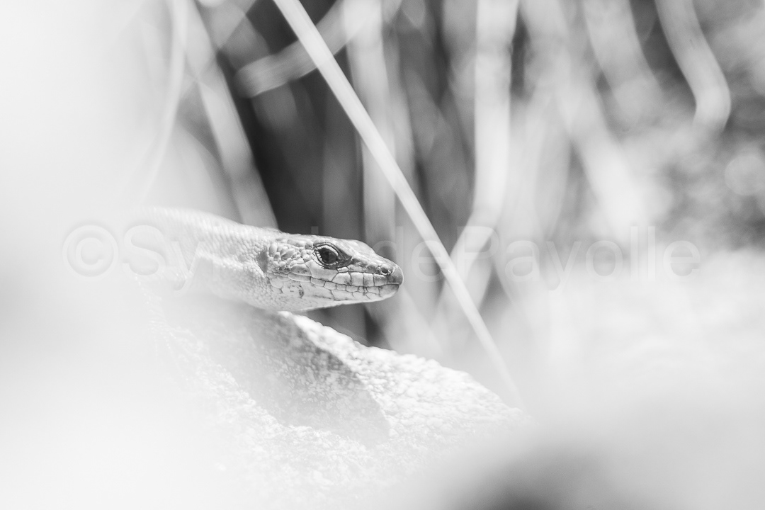 Lézard de Bonnal - Iberolacerta bonnali