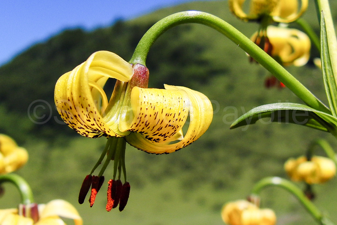 Lys des Pyrénées - lilium pyrenaicum
