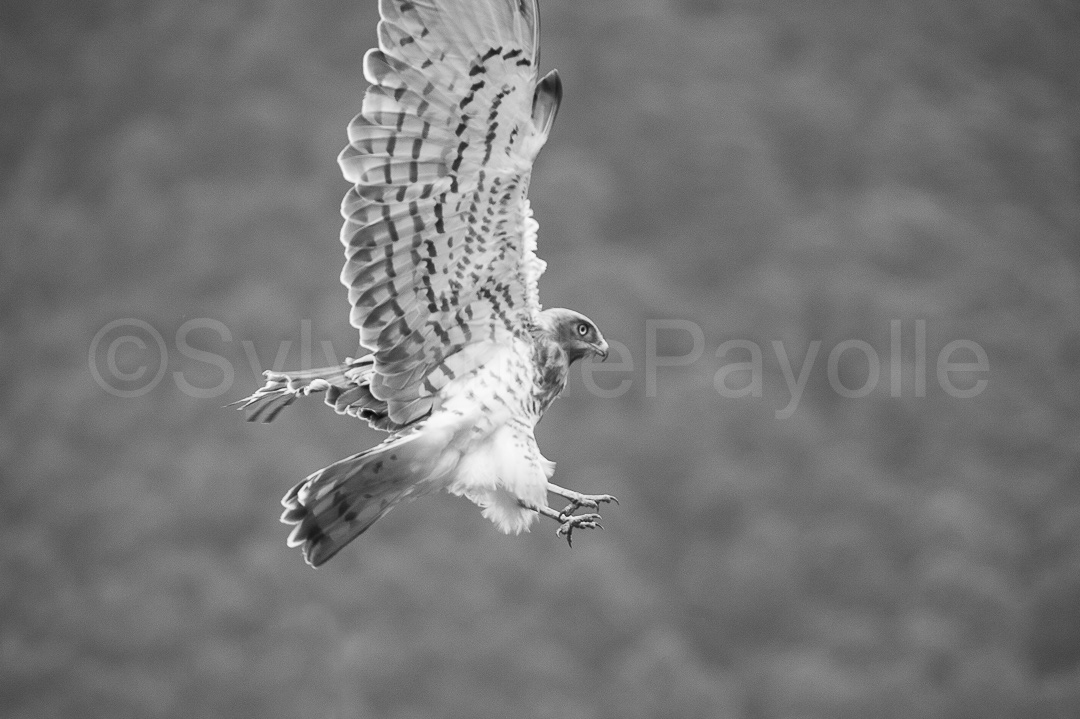 Circaète Jean-le-Blanc - circaetus gallicus