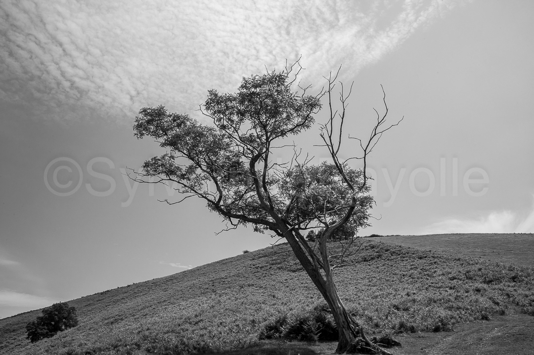 Solitaire en drapeau