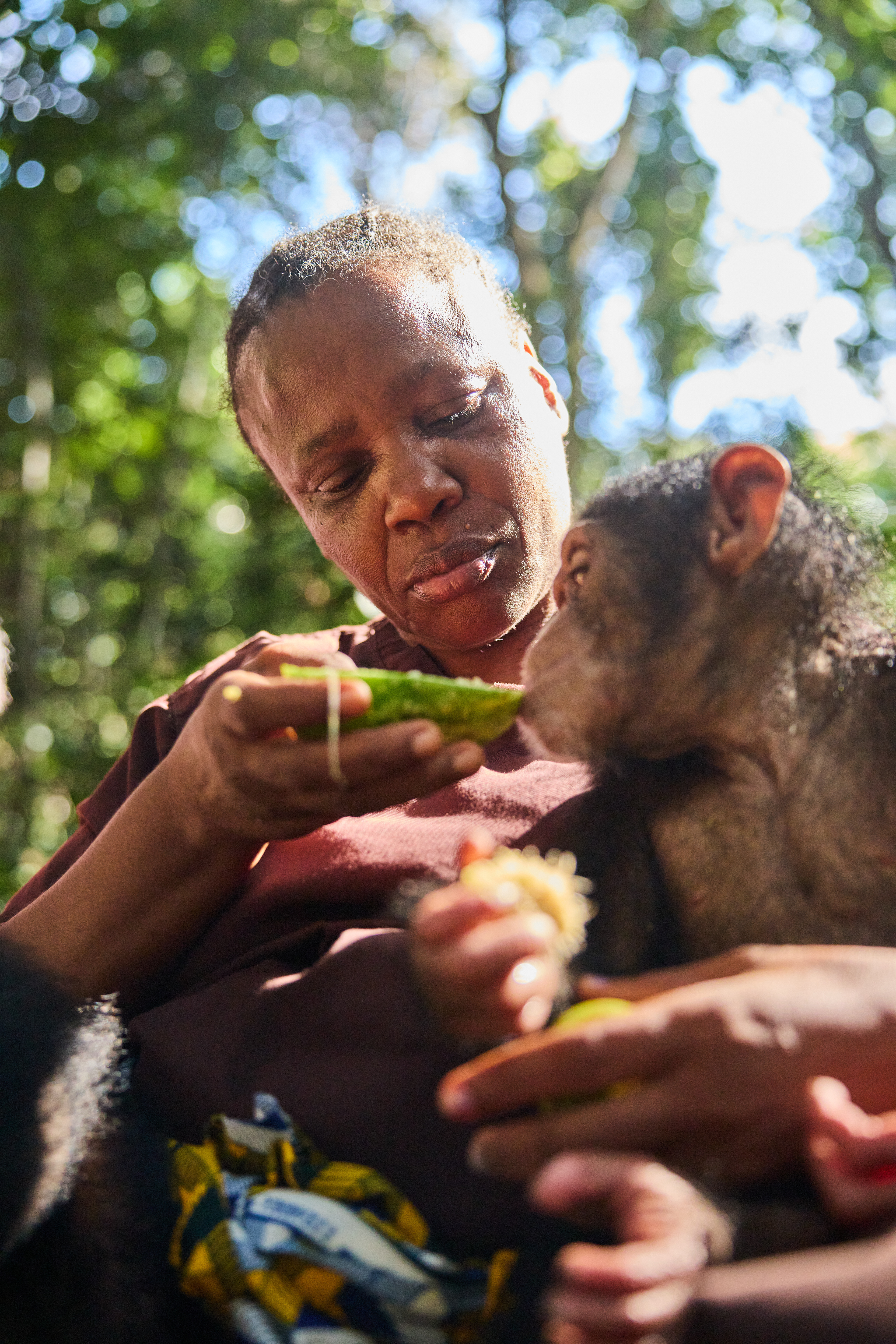 A caregiver hand-feeds an orphaned chimpanzee in Liberia, from the documentary A Mother to All