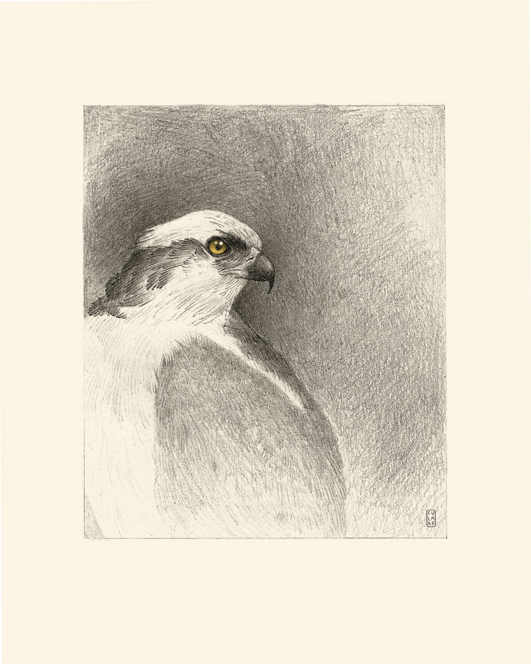 Osprey