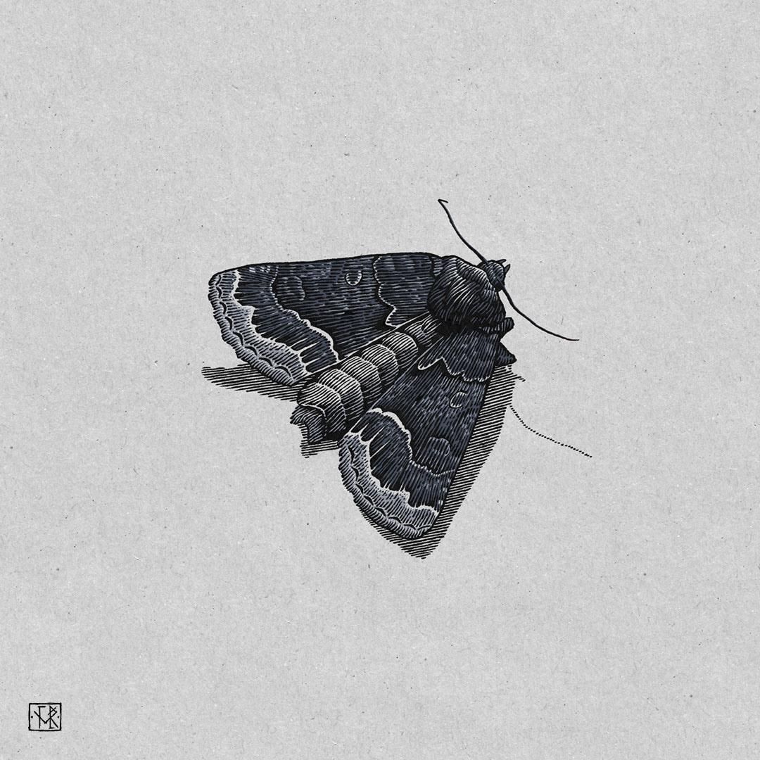 Straw Moth