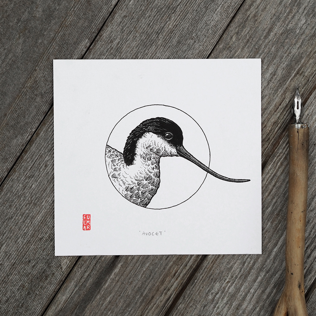 Avocet
