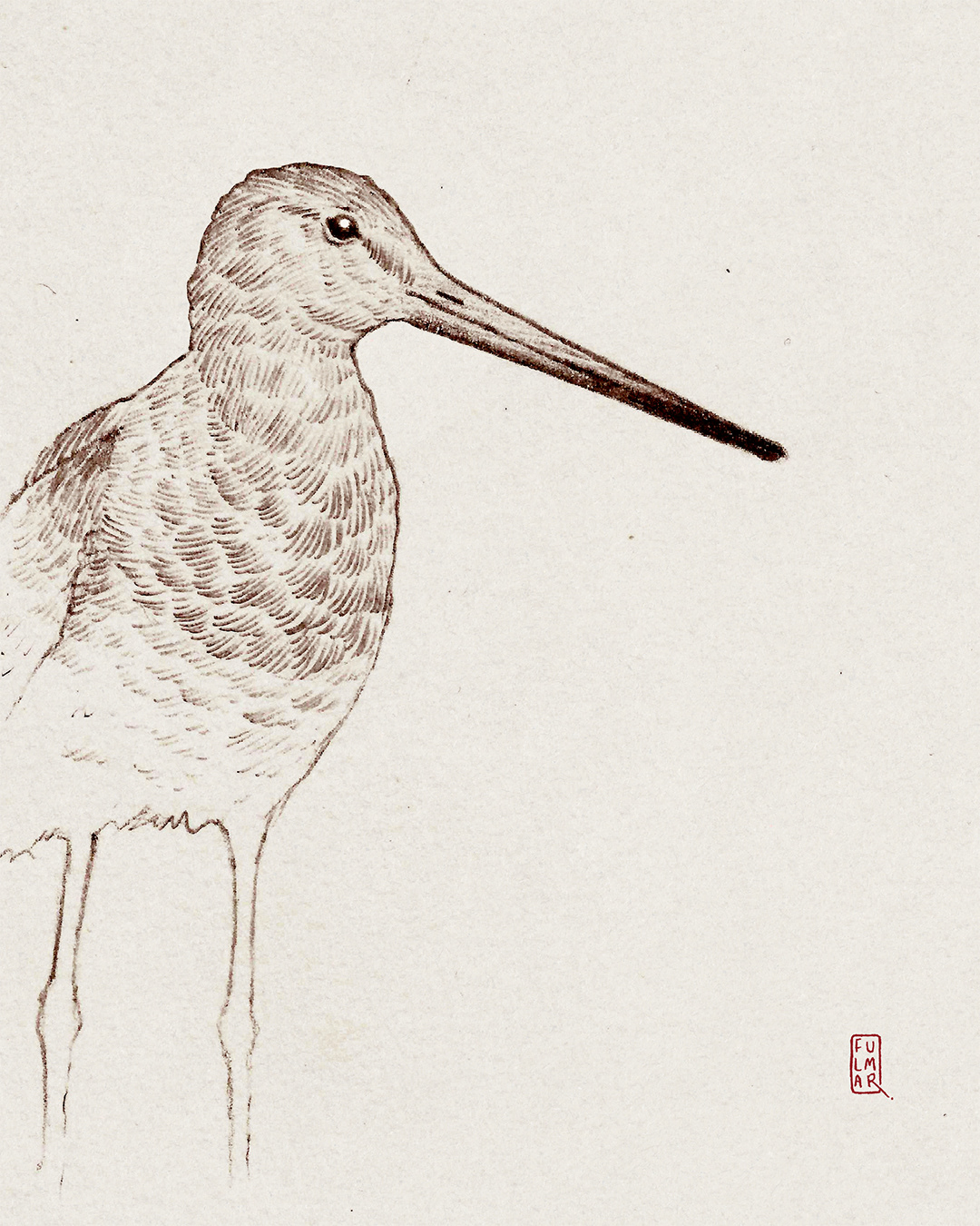 Black-tailed Godwit