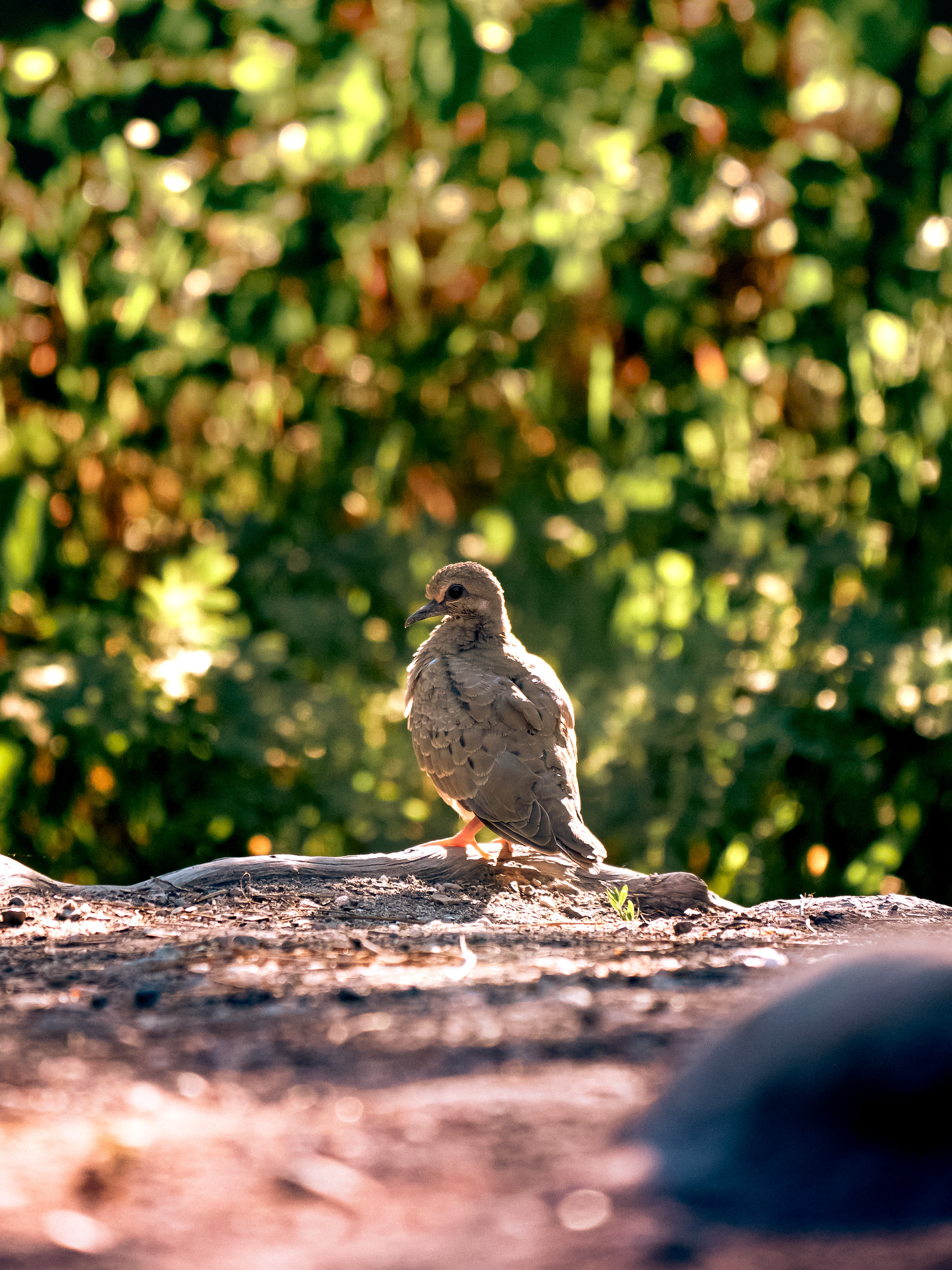 Mourning Dove (2024)