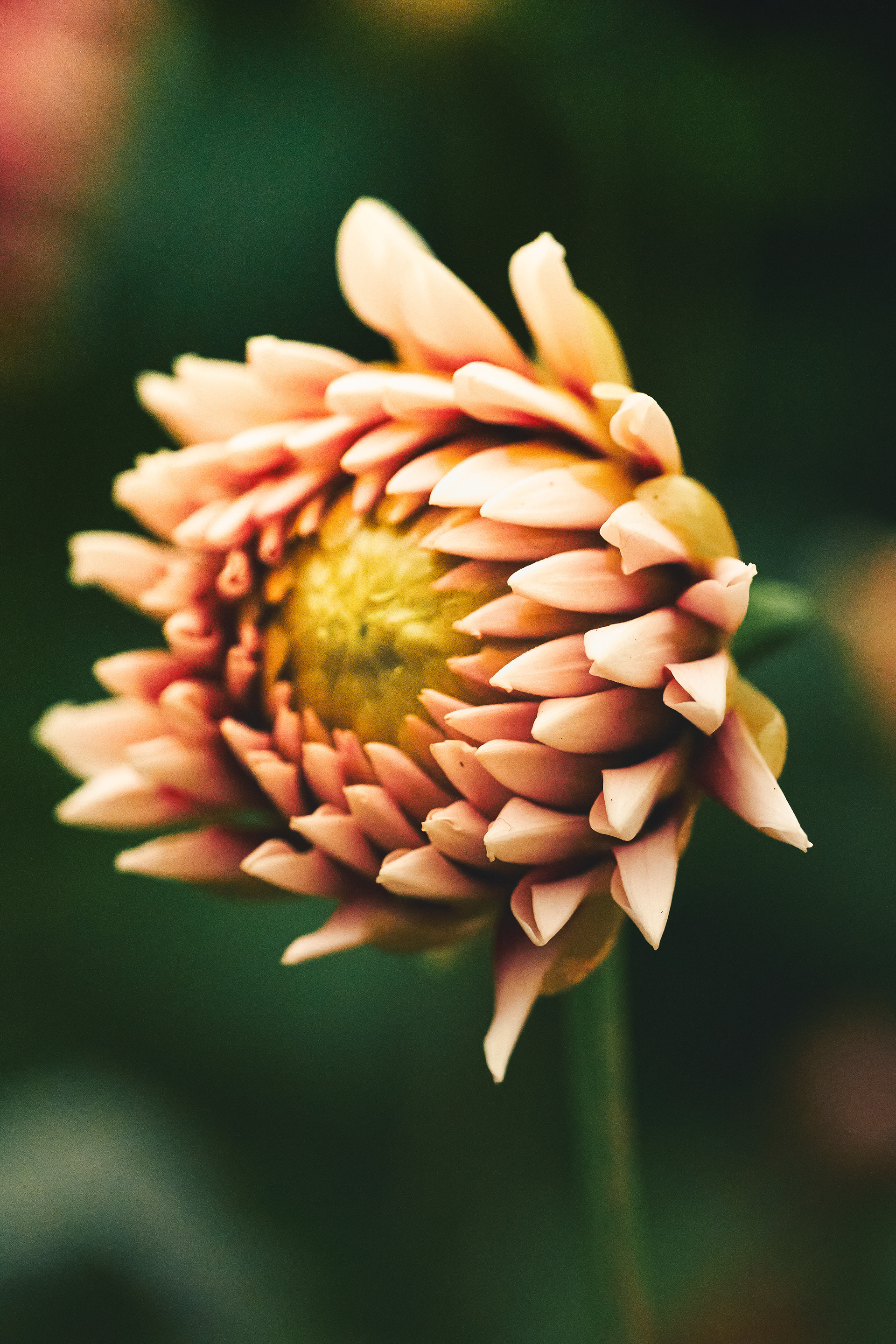 Matte Sleepy Dahlia (2025)