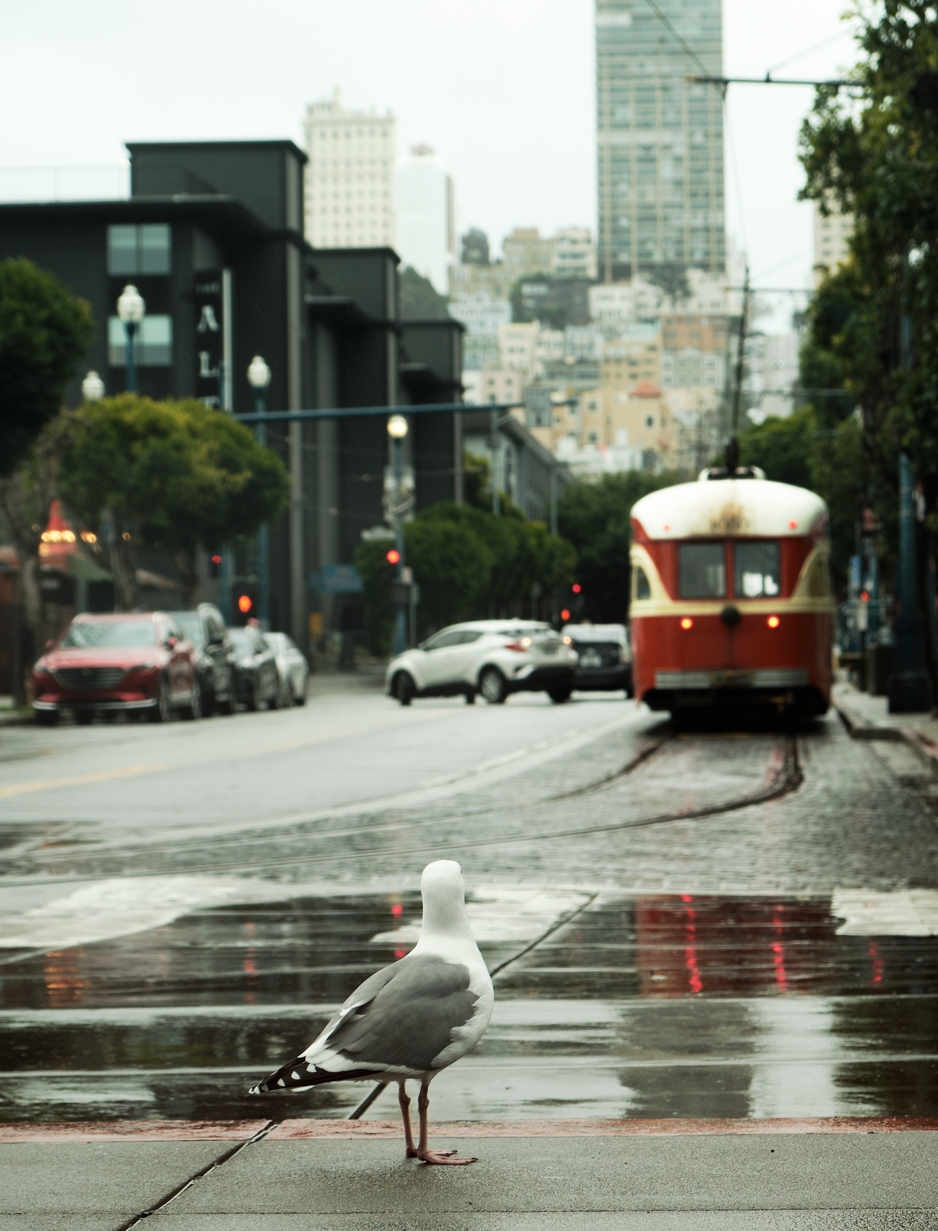 Tourism: Avian Class (2024)