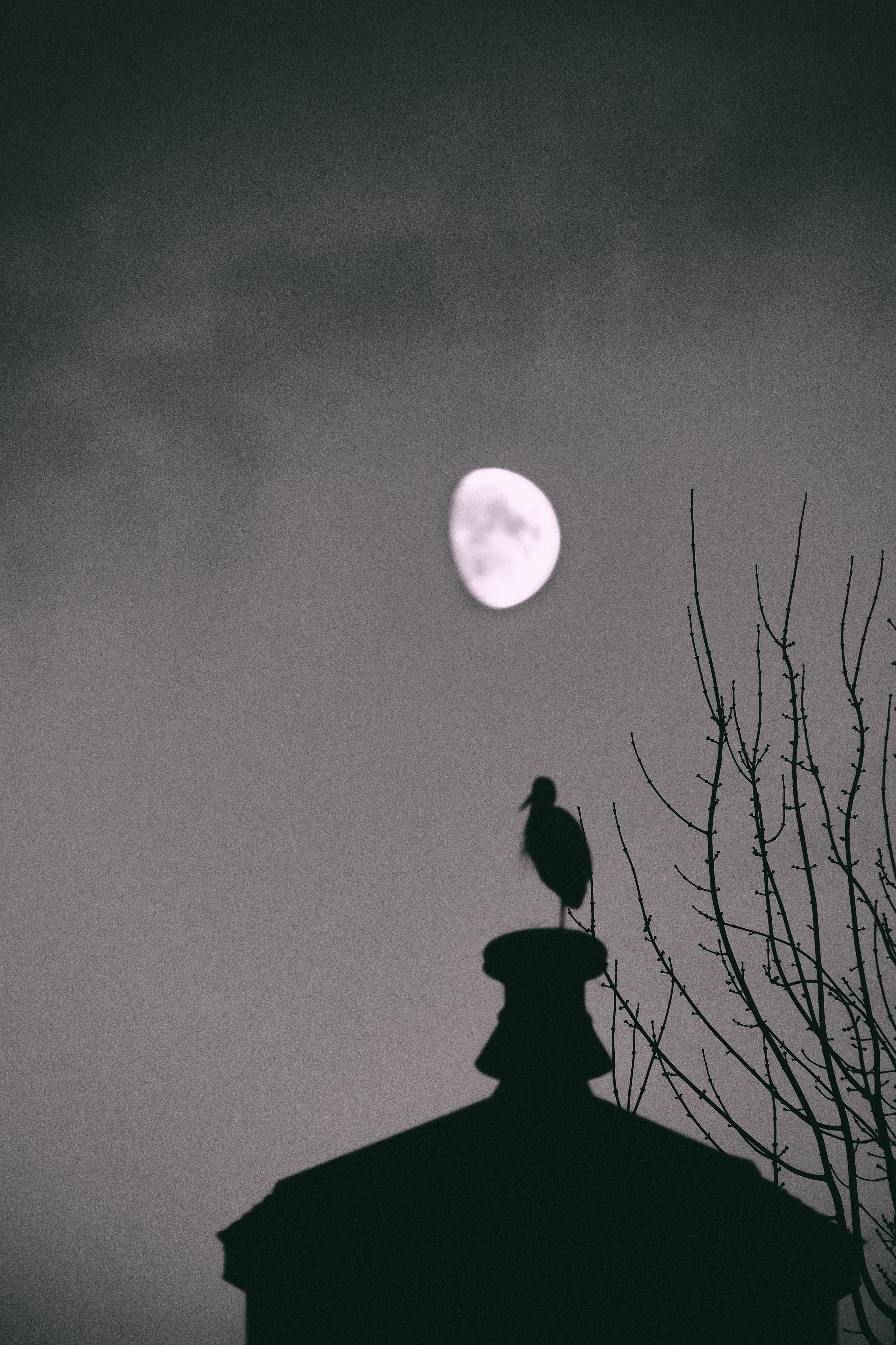 Heron by Moonlight (2022)
