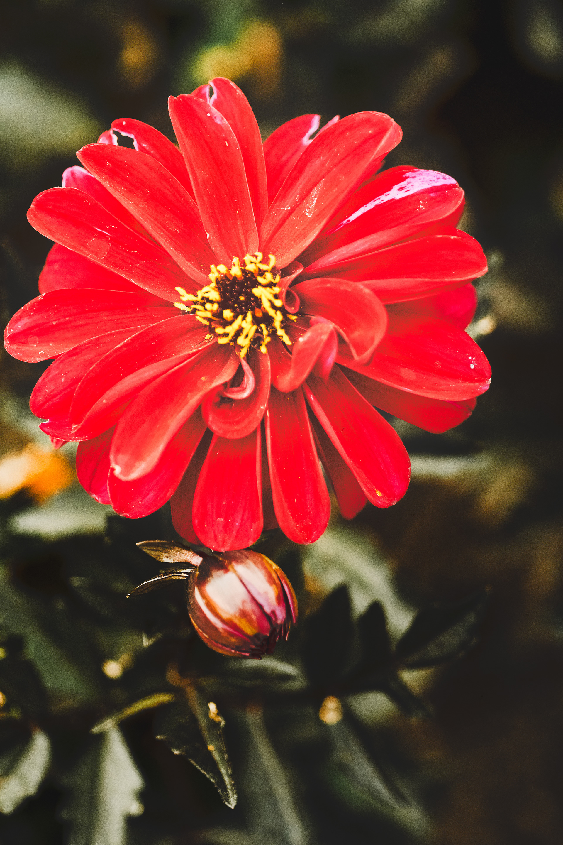 Matte Zinnia (2026)