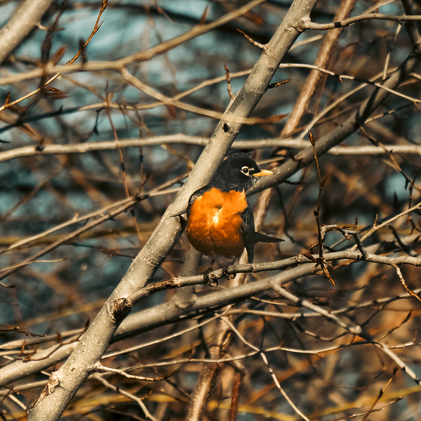 Robin (2022)